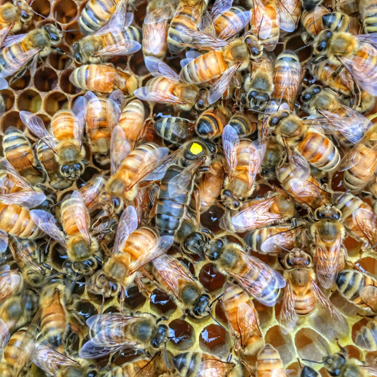 Castes Of Honey Bees – Honey Bee Research Centre