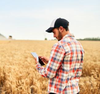 Farmer in a wheat field monitoring harvest on a piece of hand-held technology with a combine in the background