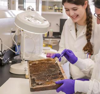 Two scientists inspecting a honeycomb in the lab