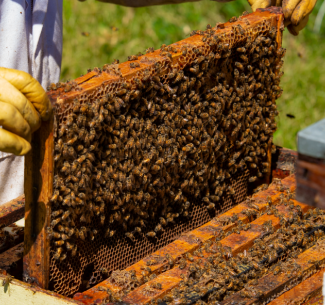 NBDC Helps Alberta Honey Producer Keep Hives Healthy