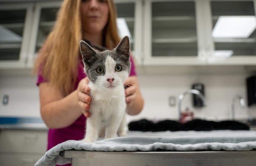 Veterinary technology student petting a cute kitten