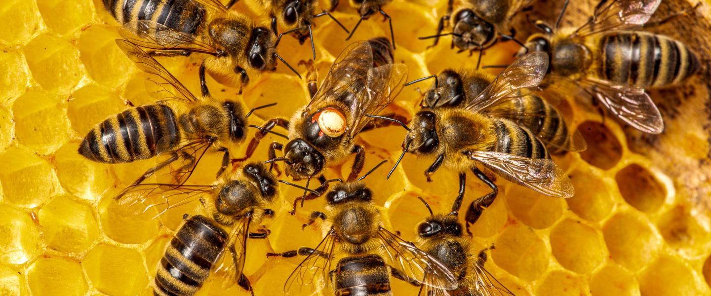 Queen bee and worker bees around her