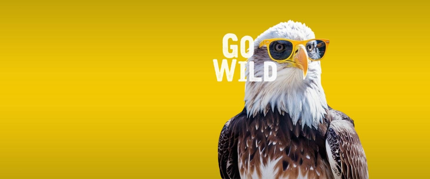 Bald Eagle wearing sunglasses in front of a yellow background