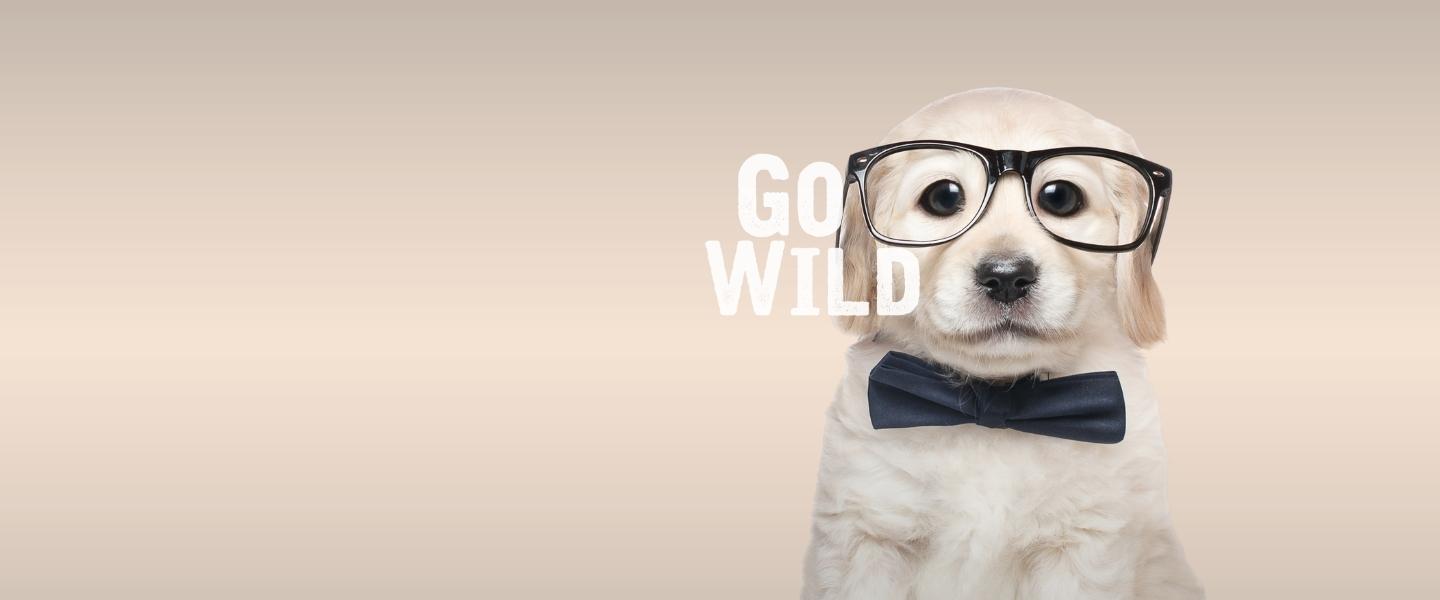 An AI image of a cute white puppy wearing black rimmed eye glasses