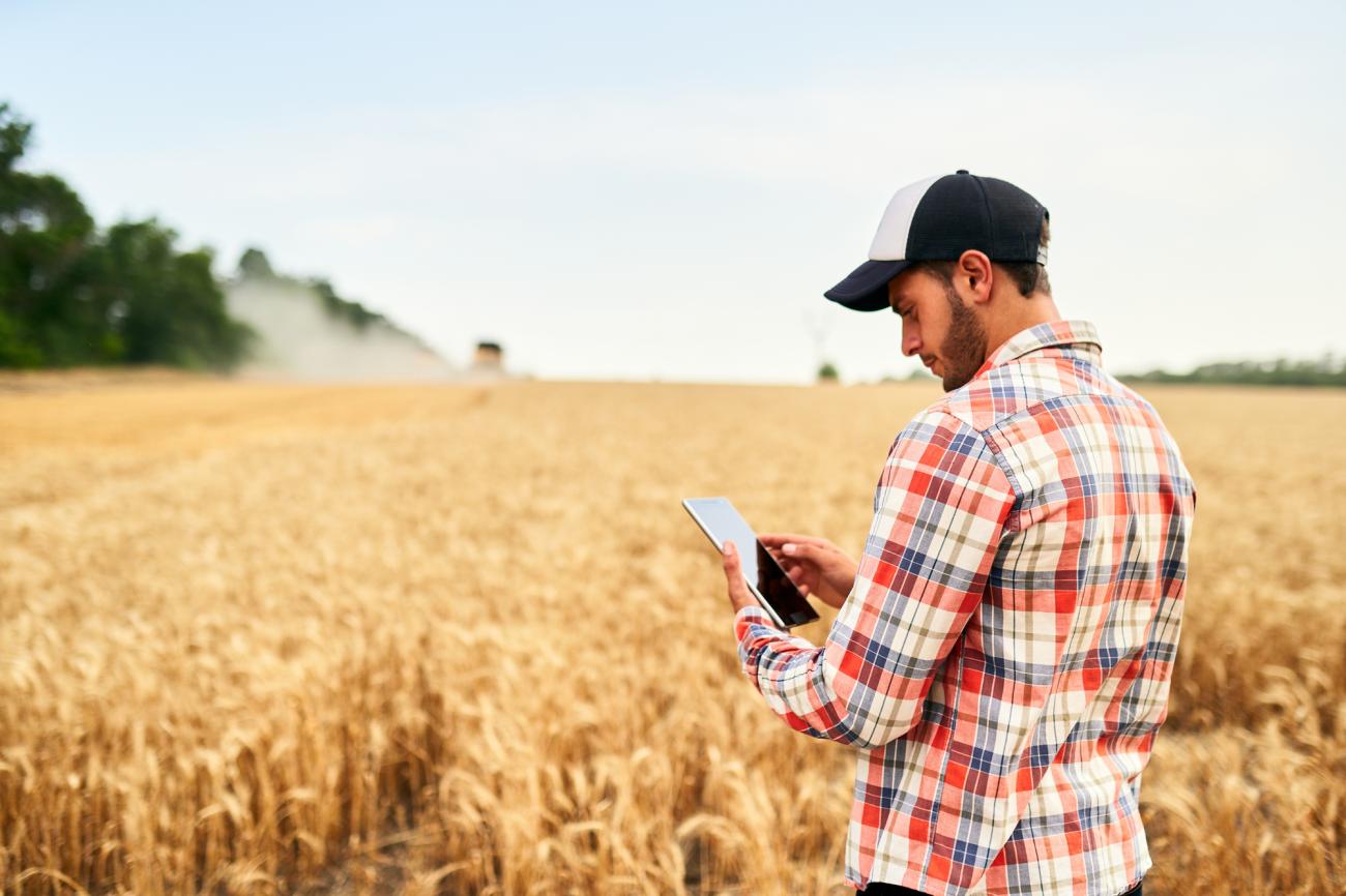 Farmer in a wheat field monitoring harvest on a piece of hand-held technology with a combine in the background