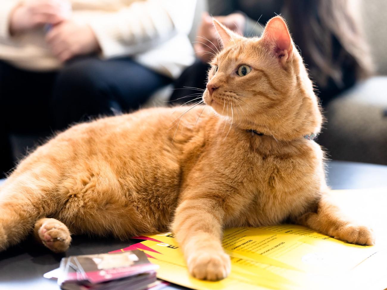 Pet Partners Therapy Cat