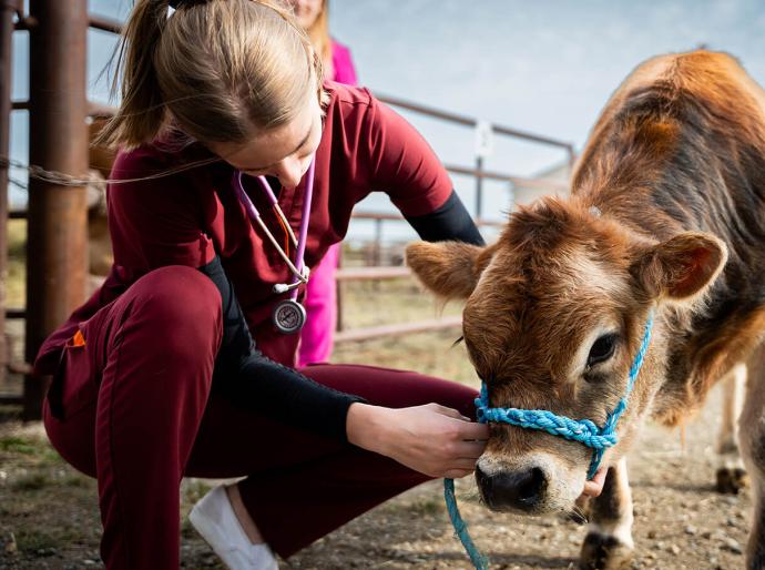 Veterinary technology student engaging with a calf on the Fairview Campus farm