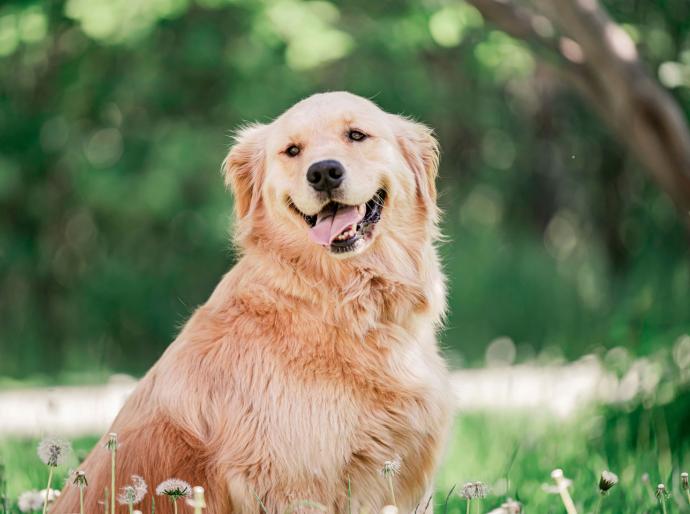 Mowgli the therapy dog sitting on the grass with his pink tongue hanging out