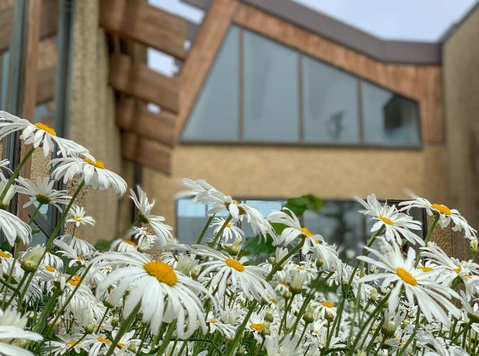 Flowers blooming outside the administration building at Fairview campus