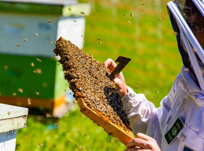 Bee Keeper holding a honeycomb with bees swarming around