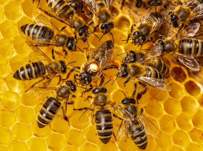 Queen bee and worker bees around her