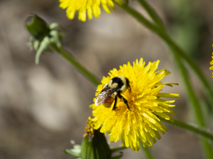 Bumble bee on a dandilion