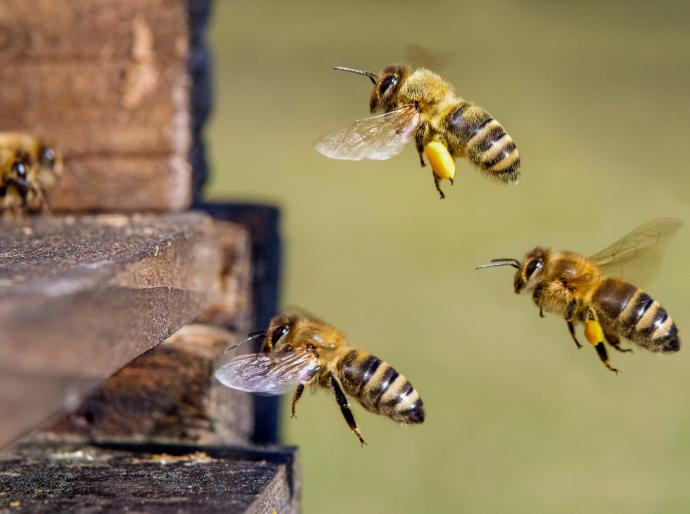 Three honey bees approaching the hive