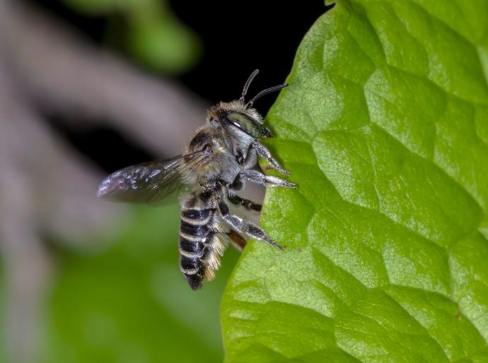 Leafcutter bee perched on a leaf