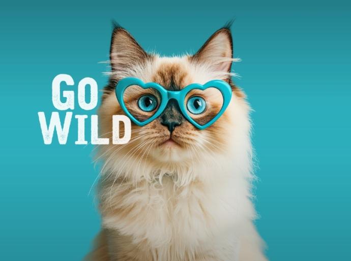 A fluffy cat wearing blue heart shaped glasses looking at the viewer