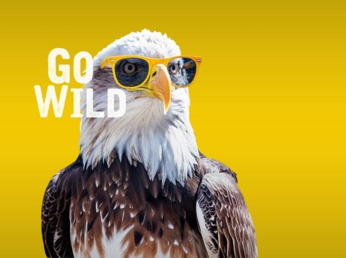 Bald Eagle wearing sunglasses in front of a yellow background