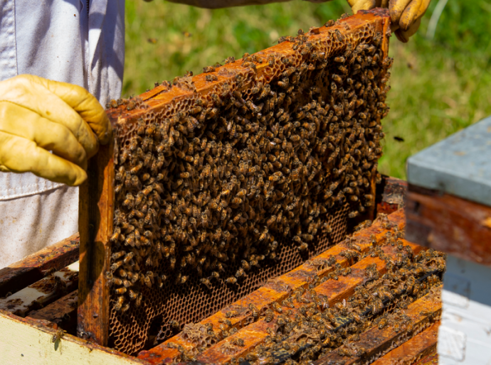 NBDC Helps Alberta Honey Producer Keep Hives Healthy
