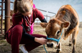 Veterinary technology student engaging with a calf on the Fairview Campus farm