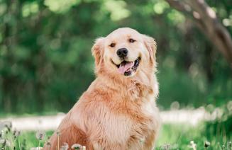 Mowgli the therapy dog sitting on the grass with his pink tongue hanging out