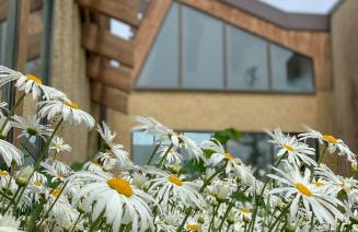 Flowers blooming outside the administration building at Fairview campus