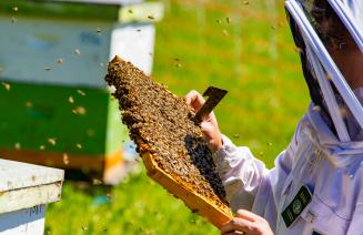 Bee Keeper holding a honeycomb with bees swarming around