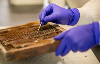 Scientist inspecting a honeycomb
