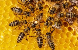 Queen bee and worker bees around her