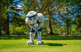 Wolves Athletics mascot Farley lining up to chip a ball onto the green