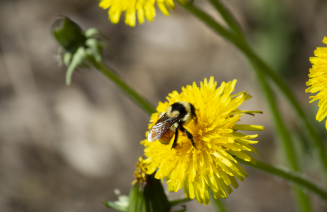 Bumble bee on a dandilion