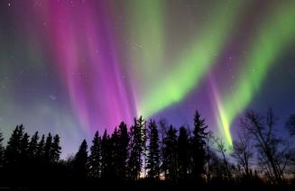 The bright pink, purple, and gree colours of the aurora borealis dance across the night sky in northern Alberta