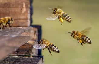 Three honey bees approaching the hive