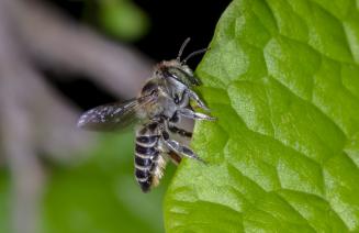 Leafcutter bee perched on a leaf