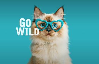A fluffy cat wearing blue heart shaped glasses looking at the viewer