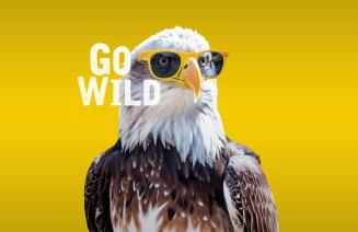 Bald Eagle wearing sunglasses in front of a yellow background