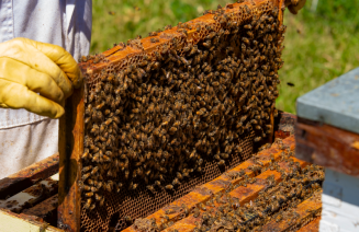 NBDC Helps Alberta Honey Producer Keep Hives Healthy