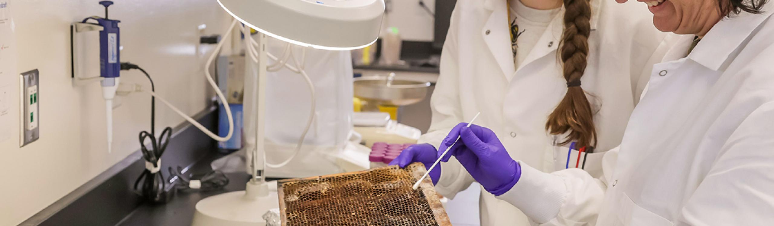 Two scientists inspecting a honeycomb in the lab